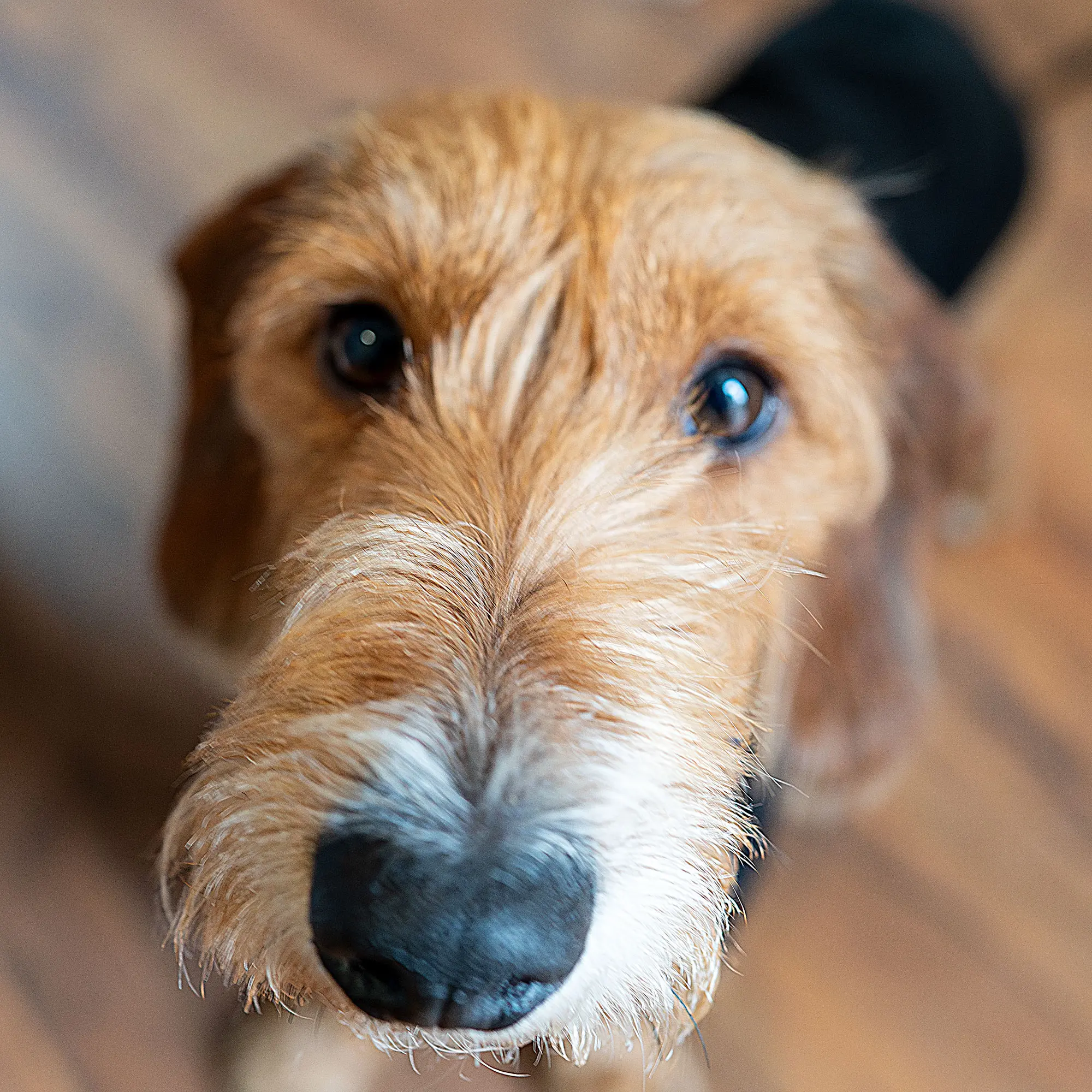 IDEE Brötjehof GbR - Nimo